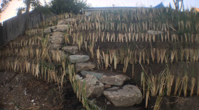 Steep Dry Hillside Transformation With Vetiver Grass and Natural Stone