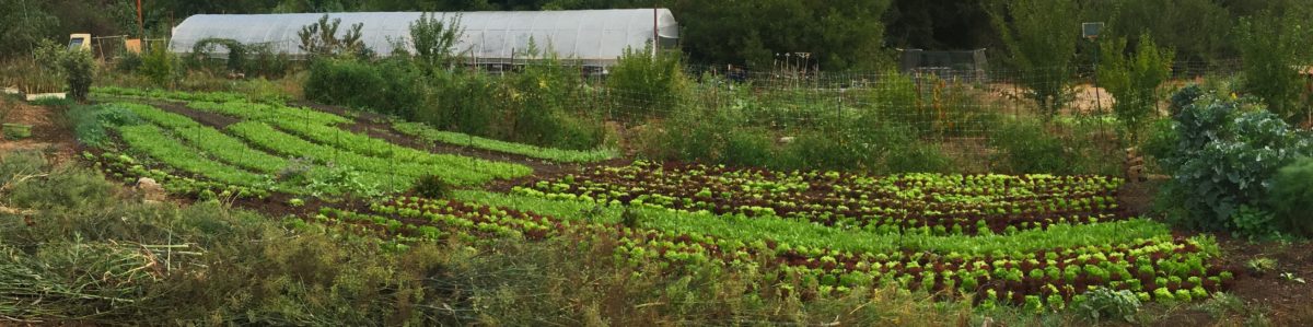 contour market garden